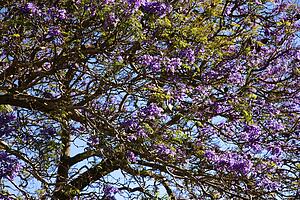 Close-up of Jacaranda Tree blooming with purple flowers in Maui, Hawaii.