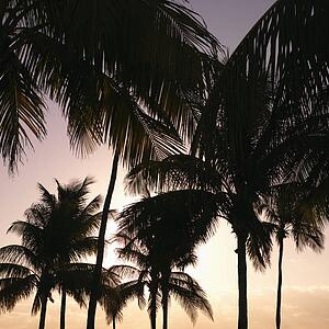 Palm trees against warm sunset colored sky in Miami, Florida, USA.