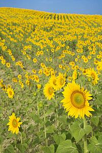 Sunflowers growing in field in Tuscany, Italy
