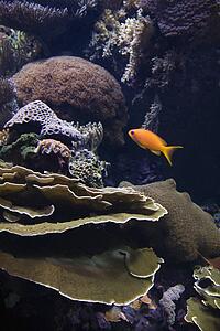 Fish swimming around coral in aquarium in Lisbon, Spain