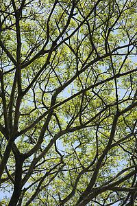 Close-up of tree branches with green leaves and blue sky.