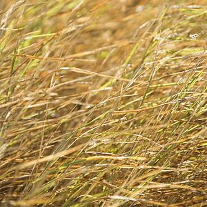 Textured grass