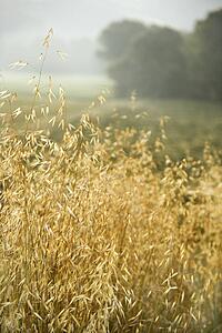 Oat plants growing in field in Tuscany, Italy