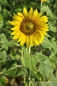 One sunflower growing in a field in Tuscany, Italy