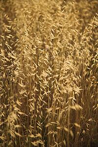 Oat plants growing in field in Tuscany, Italy