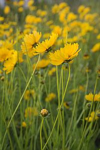 Yellow flowers growing wild