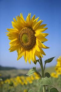 One large sunflower against blue sky amid field of sunflowers