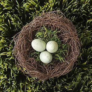 Speckled eggs in nest on grass