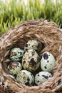 Still life of speckled eggs in nest.