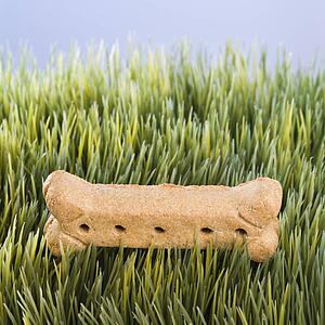 Studio shot of a dog treat laying in grass