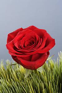 Single red rose growing out of artificial green grass.