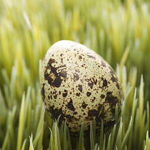 Speckled egg on grass