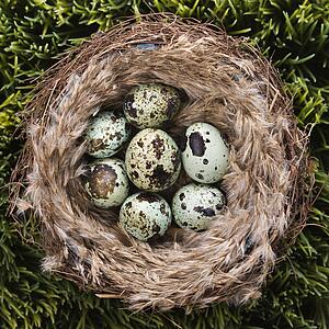 Still life of speckled eggs in nest.