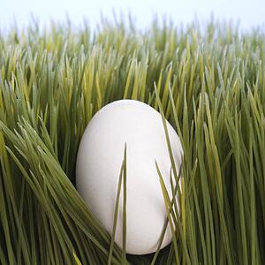Studio shot of a white egg laying in grass.