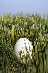 Studio shot of a white egg buried in grass.