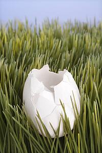 Studio shot of a broken white egg laying in grass