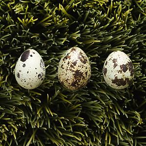 Speckled eggs on grass