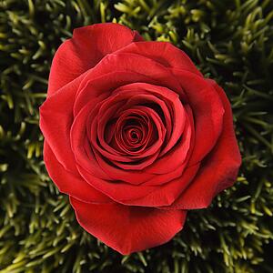 Single red rose growing out of artificial green grass.