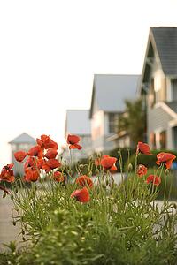Red poppy flowers in front of houses
