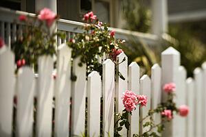 Pink roses growing over white picket fence.