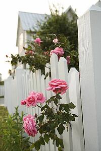 Pink roses growing over white picket fence
