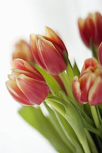 Red and yellow tulip flowers