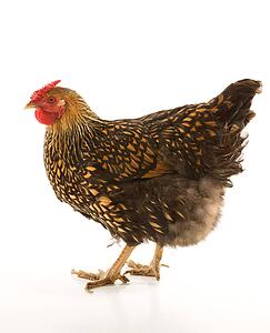 Golden Laced Wyandotte chicken