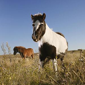 Black and white Falabella miniature horse with brown Falabella miniature horse iin background standing in field.