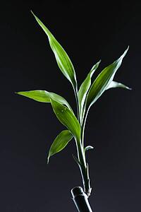 Close-up of lucky bamboo