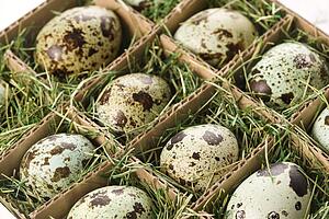 Speckled eggs packed in separate compartments