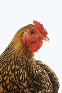 Golden Laced Wyandotte chicken.
