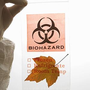 Hand wearing rubber glove holding plastic biohazard bag containing orange maple leaf