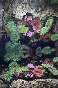 Sea anemone in aquarium in Lisbon, Spain.