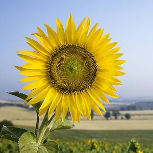 Sunflower growing in field 