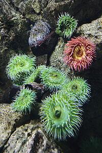 Sea anemone in aquarium in Lisbon, Spain