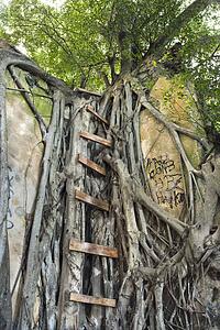 Ladder intertwined with Banyan tree 