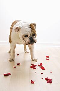 English Bulldog with red rose petals on floor.