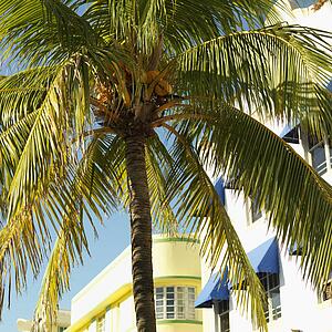 Palm tree and buildings in art deco district of Miami, Florida, USA.