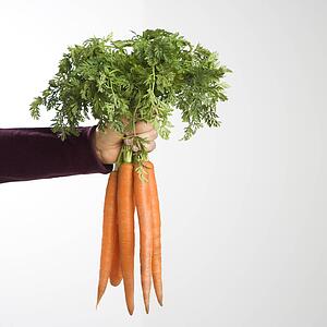 Hand holding bunch of fresh carrots