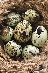 Speckled eggs in nest