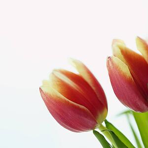 Close up of variegated red and yellow tulips