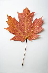 Sugar Maple leaf in Fall color sprinkled with water droplets against white background.
