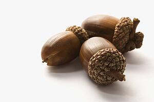 Still life of three acorns