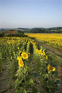 Rows of sunflowers growing in fields with barn and countryside in background in Tuscany, Italy