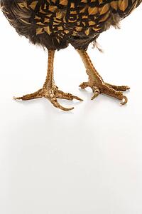 Golden Laced Wyandotte chicken feet.