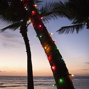 Colored lights around trunk of palm tree at beach at sunset