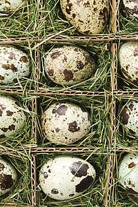 Speckled eggs packed in separate compartments