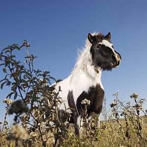 Low angle view of black and white Falabella miniature horse in field