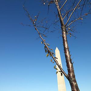 Washington Monument in Washington, D. C., USA.