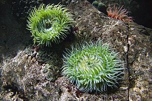 Sea anemone in aquarium in Lisbon, Spain